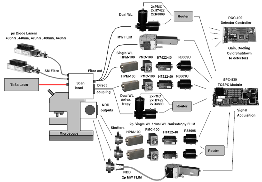 FLIM系統(tǒng)結(jié)構(gòu)